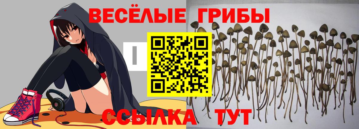 Сунжа  Псилоцибиновые грибы GOLDEN TEACHER  где продают наркотики  Вход с VPN 